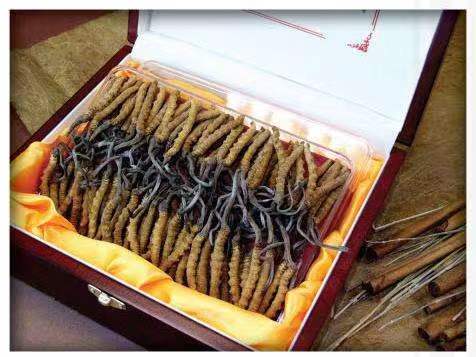 酒泉冬虫夏草回收